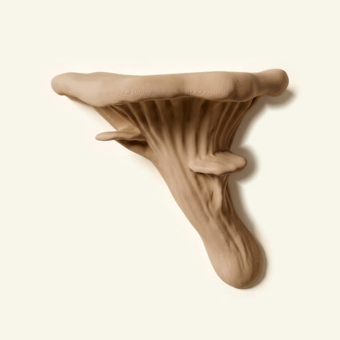Austernpilz-Regal in Beige, freigestellt vor cremefarbener Wand