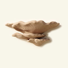 Buckel-Tramete-Regal in Beige, freigestellt vor cremefarbener Wand