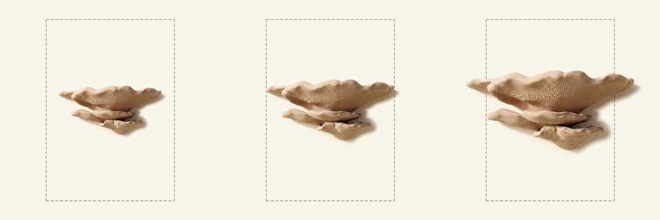 Buckel-Tramete-Regal in Beige, Größen M, L und XL nebeneinander vor je einem DIN-A4-Blatt