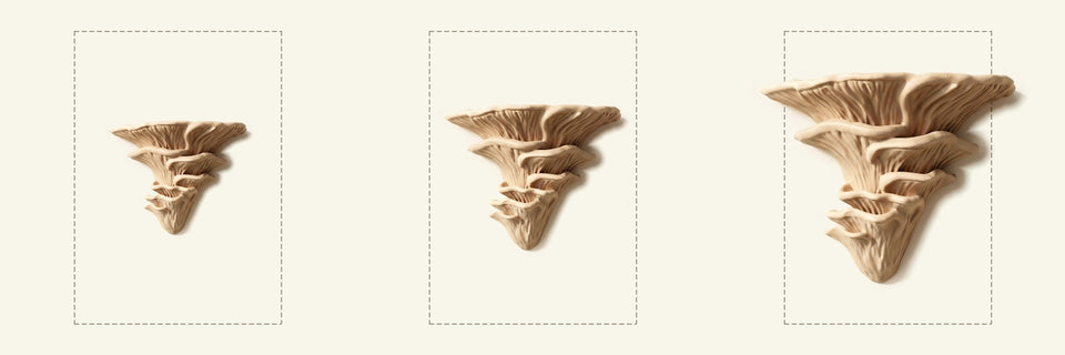 Flamingo-Seitling-Regal in Beige, Größen M, L und XL nebeneinander vor je einem DIN-A4-Blatt