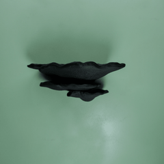 Buckel-Tramete in Black
