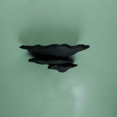 Buckel-Tramete in Black