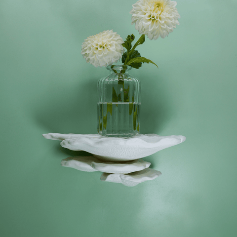 Buckel-Tramete in White