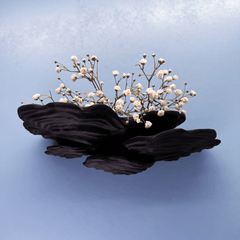 Schichtpilz in Black