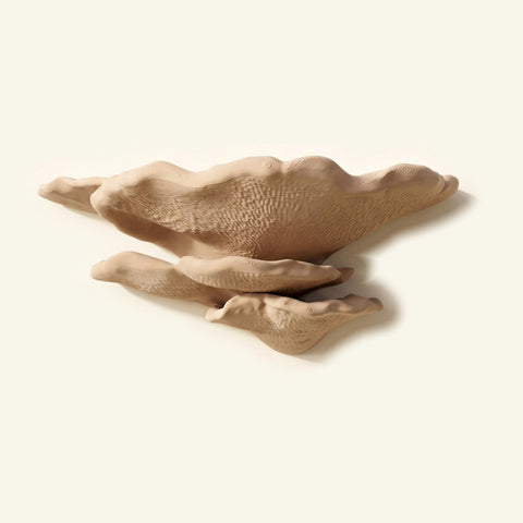 Buckel-Tramete-Regal in Beige, freigestellt vor cremefarbener Wand