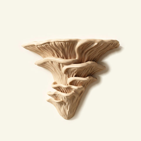 Flamingo-Seitling-Regal in Beige, freigestellt vor cremefarbener Wand