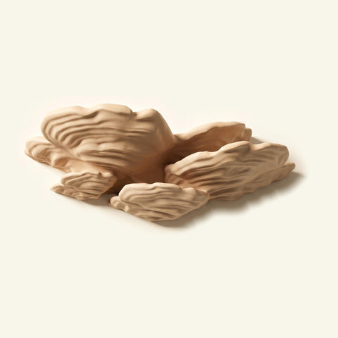 Schichtpilz-Regal in Beige, freigestellt vor cremefarbener Wand