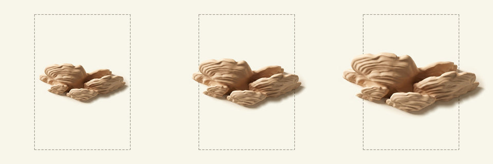 Schichtpilz-Regal in Beige, Größen M, L und XL nebeneinander vor je einem DIN-A4-Blatt